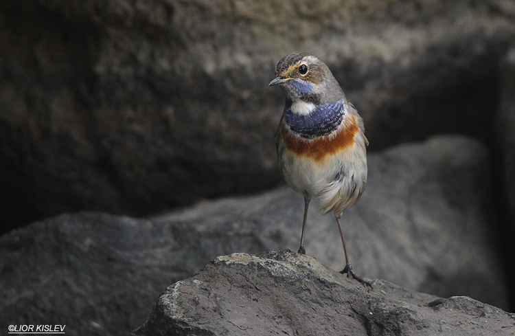 Bluethroat  Luscinia svecica ,Hula valley ,October 2013 Lior Kislev